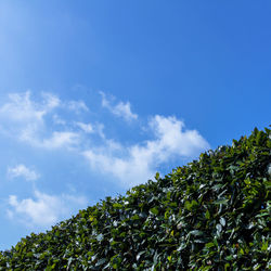 Low angle view of hedge growing against blue sky