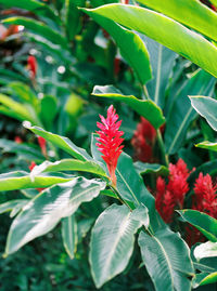 Close-up of red flowering plant