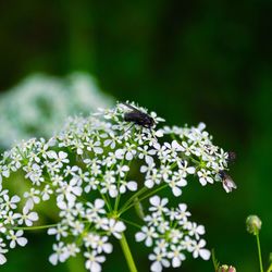 Close-up of insect on flower