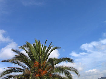 Low angle view of palm trees against blue sky