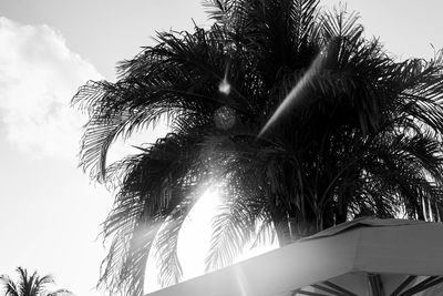 Low angle view of palm trees against sky