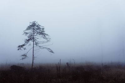 Tree on field against sky during winter