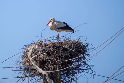 Bird perching on nest