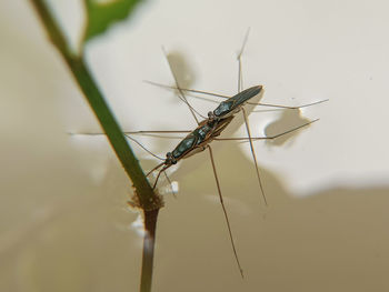 Close-up of insect on twig