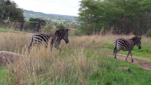 Zebra standing on field against trees