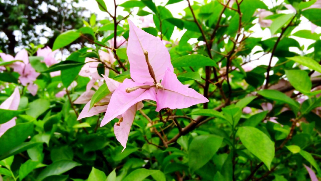 leaf, growth, nature, green color, beauty in nature, fragility, petal, flower, plant, day, close-up, pink color, outdoors, no people, blooming, freshness, periwinkle, flower head, petunia