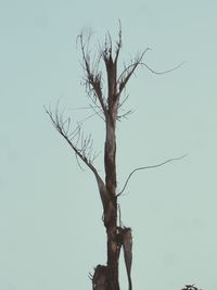 Low angle view of bare trees against clear sky