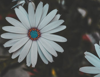 Close-up of flower blooming outdoors