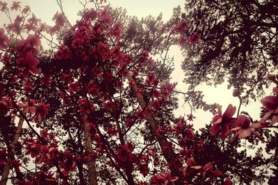 Low angle view of trees