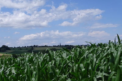 Crops growing on field against sky