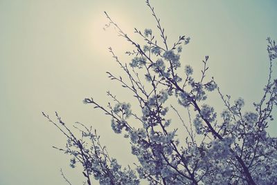 Low angle view of trees against clear sky