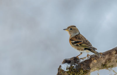 Close-up of bird perching on branch