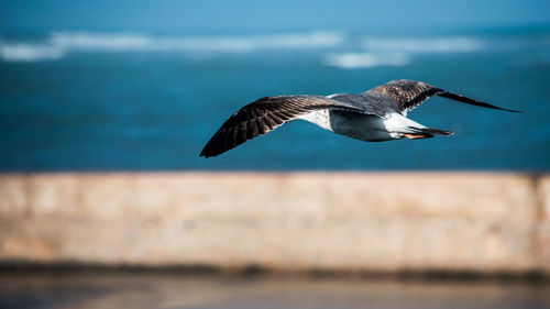 Seagull flying over sea