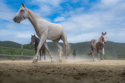 Horses standing in ranch against sky
