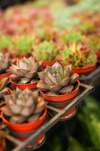 High angle view of potted plants