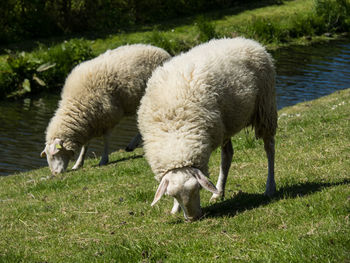 Sheep grazing in a farm