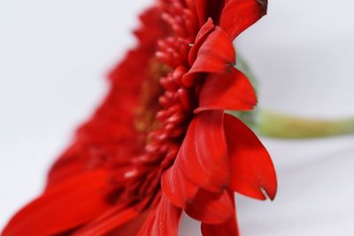 Close-up of red rose flower