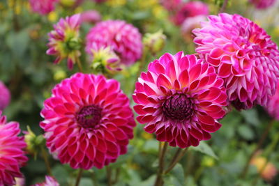 Close-up of pink flowering plants in park