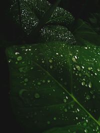 Close-up of water drops on leaf