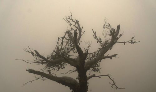 Low angle view of bare tree against sky