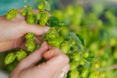 Close-up of hand holding leaves