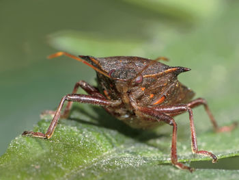 Close-up of insect on leaf