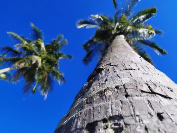 Low angle view of coconut palm tree against blue sky