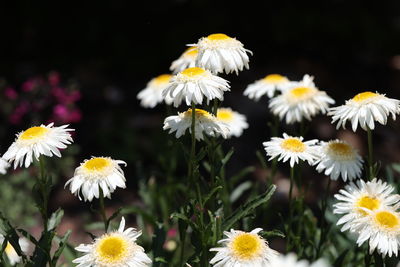 Close-up of white daisy flowers