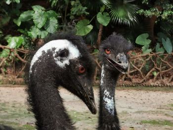 View of a bird on land