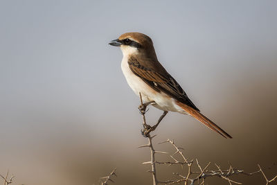 Low angle view of bird perching on twig against sky