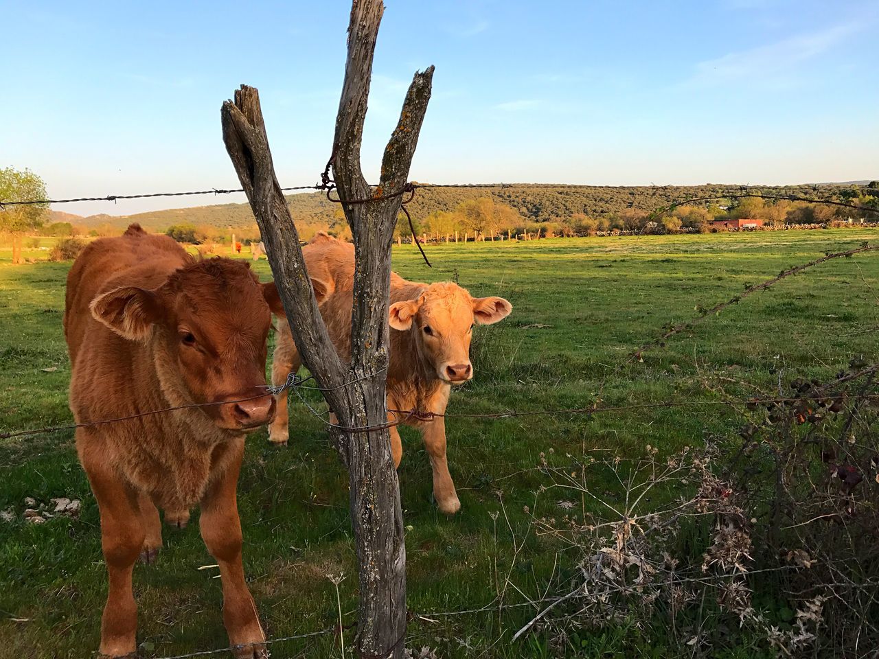 field, cow, animal themes, mammal, landscape, domestic animals, sky, grass, nature, livestock, cattle, no people, standing, outdoors, day, beauty in nature, tree