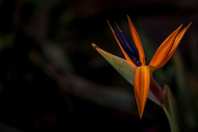 Close-up of purple flowering plant