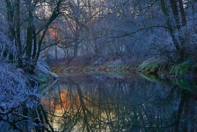 Scenic view of lake in forest