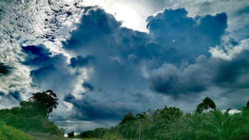 Low angle view of trees against sky