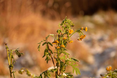 Close-up of yellow flowering plant