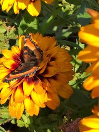 Close-up of butterfly pollinating on yellow flower