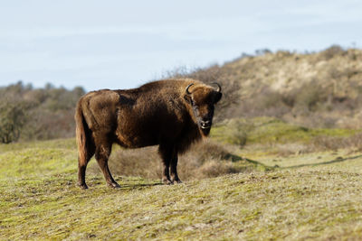 Lion standing in a field
