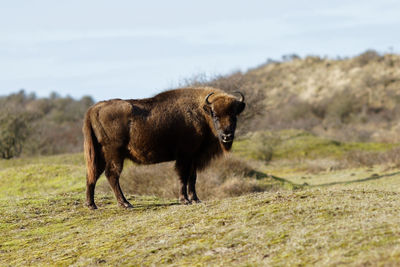Wisent in a field