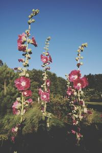 Low angle view of flowers blooming on tree against sky