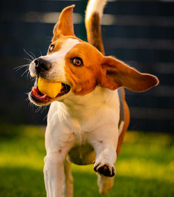 Close-up of a dog looking away