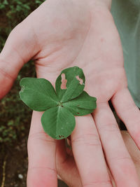 Close-up of hand holding plant