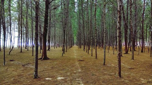 Trees growing in forest