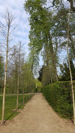 Walkway amidst trees against sky