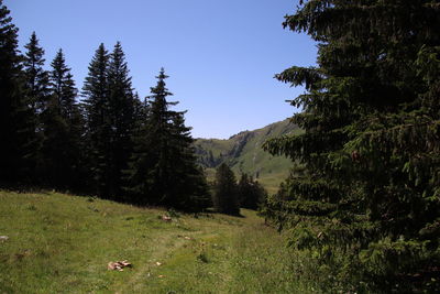 Scenic view of pine trees on field against sky