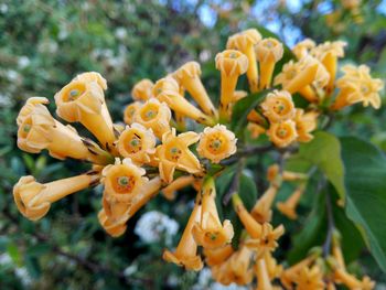 Close-up of yellow flower