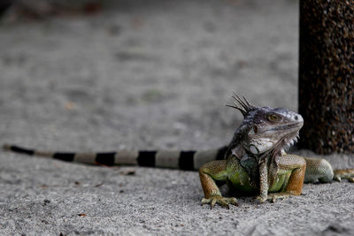 Close-up of iguana on land