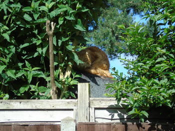 Cat on tree against plants