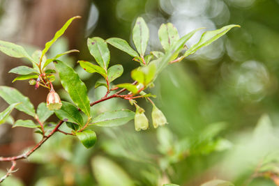 Close-up of fresh green plant