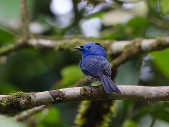 Close-up of bird perching on tree