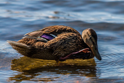 Duck swimming in a lake